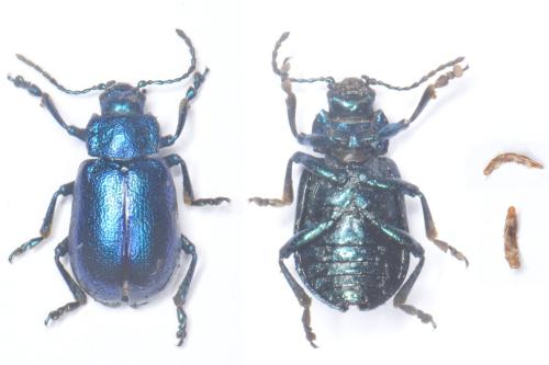 Réf. 347 708 : Oreina elongata